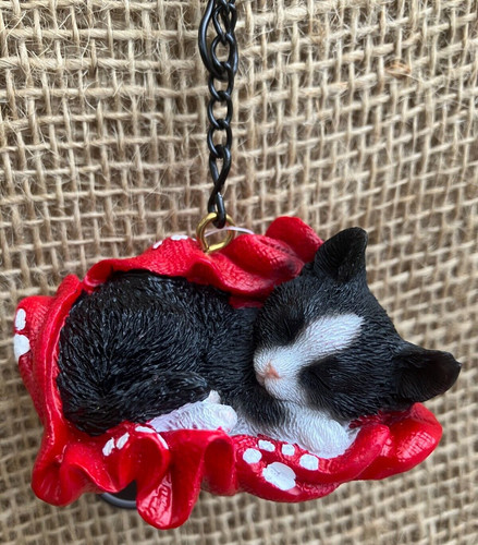 Black and white kitten - and,