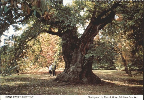 Giant sweet chestnut east - sweet-chestnut,