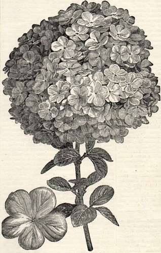 Guelder rose 1894 botany - guelder,