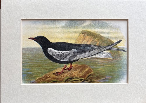 Antique white winged tern - antique,