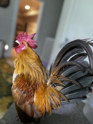 Bantam fun mix - fun,
