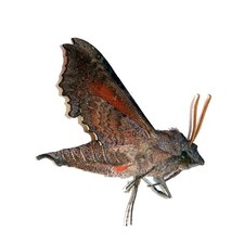 LEPIDOPTERA, SPHINGIDAE