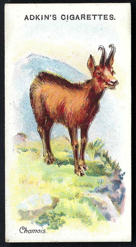 Adkin wild animals of the - -,