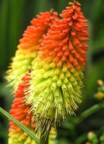 Kniphofia uvaria red - kniphofia,