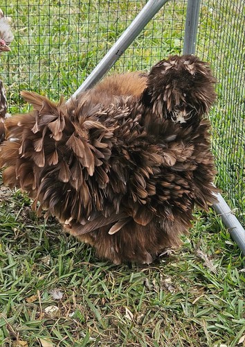 Silkie satin frizzle - 6+, satin,