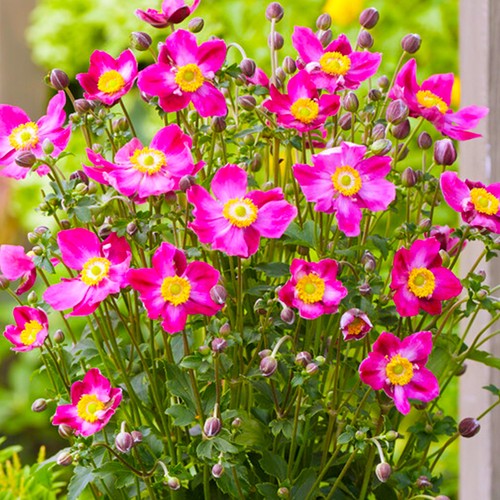Anemone fantasy ariel outdoor - anemone,