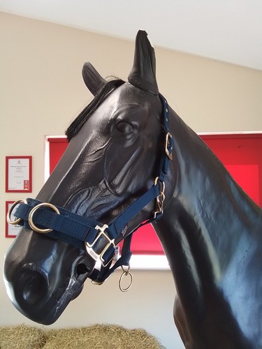 Dark blue shires lunge - shires,