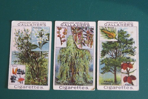 Gallahers woodland trees - gallahers,, "woodland