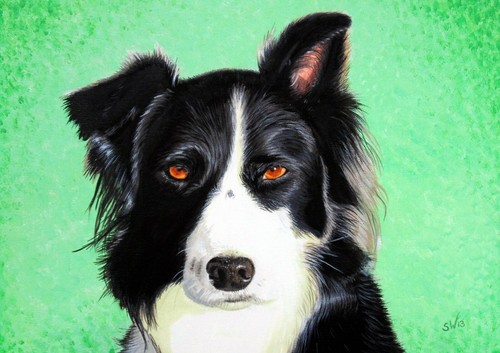Border collie dog - border, painting