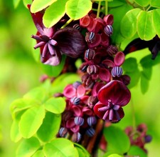 Akebia Quinata Chocolate Vine - XXL 3Lt Pot Large Flowering Deciduous Vine