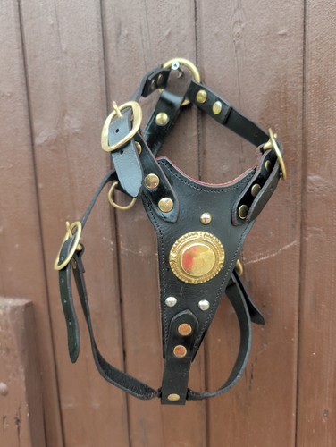 Brown leather bull dog - bull, harness