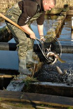 Nylon chest waders sizes 9 - waders, 7