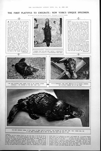 Old print duck - old,