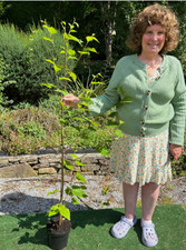silver birch/paper bark birch