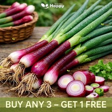 Red Welsh Onion UK Seeds | 500