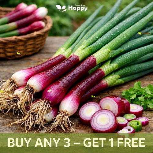 Red welsh onion - seeds, |