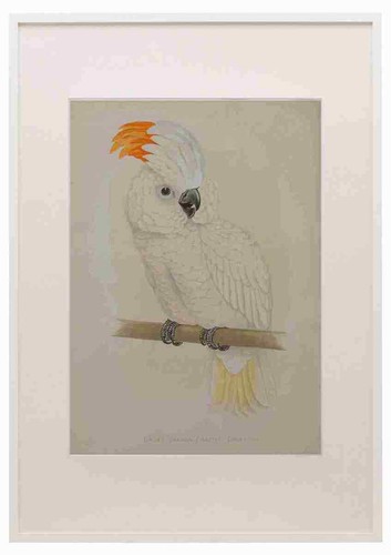 Lydon parrots 1884 salmon - lydon,