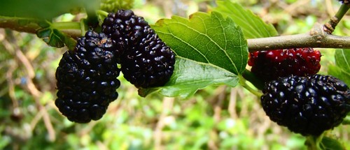 Black mulberry morus nigra - black,