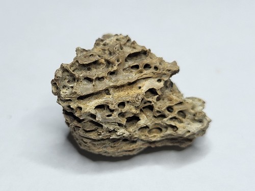 Rex caudal vertebra dinosaur - t-rex,