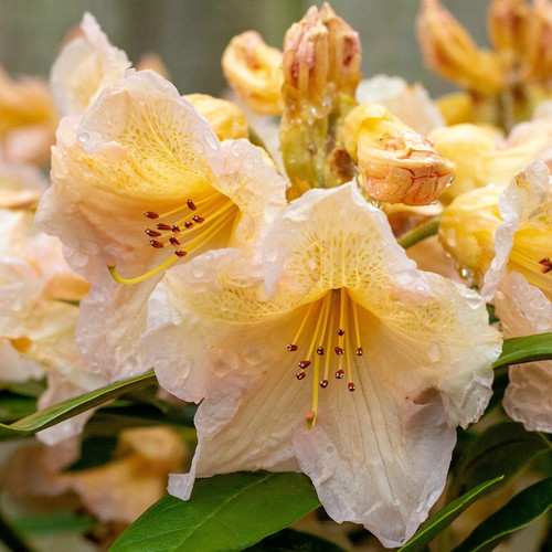 Rhododendron tortoiseshell - rhododendron,