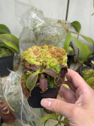 Nepenthes hamata - nepenthes, x