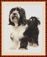 Tibetan Terrier Dog Cross