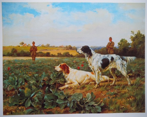 Setter dogs sporting - setter, print