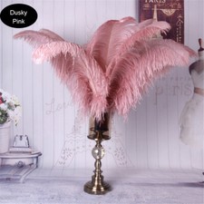 Sale Long Quality Ostrich