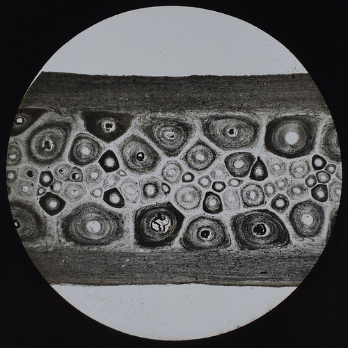 Microscope photo white whale - microscope,