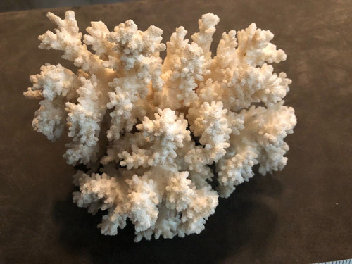 Natural white dead - white, coral