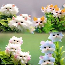 100pcs Rare Cat Face Orchid