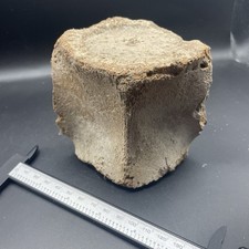 WHALE BONE VERTEBRA FOSSIL