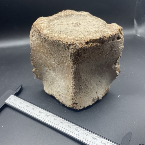Whale bone vertebra fossil - bone,