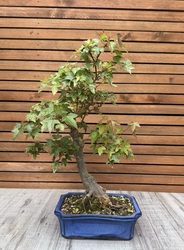 Japanese maple bonsai tree - japanese,