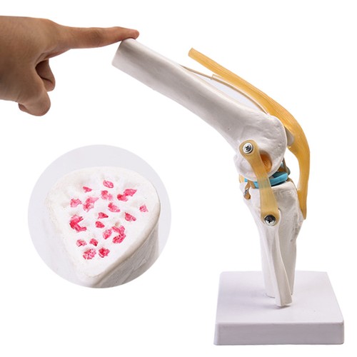 Life size knee joint - 1:1,