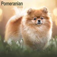 Pomeranian Calendar 2026 -