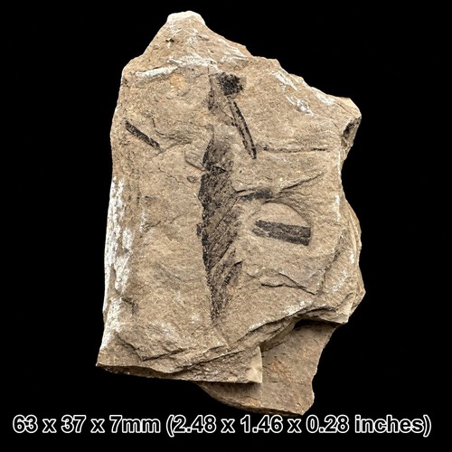 Eocene fossil plant remains - plant,