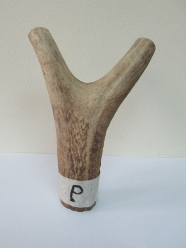 Scottish red deer - stag, antler