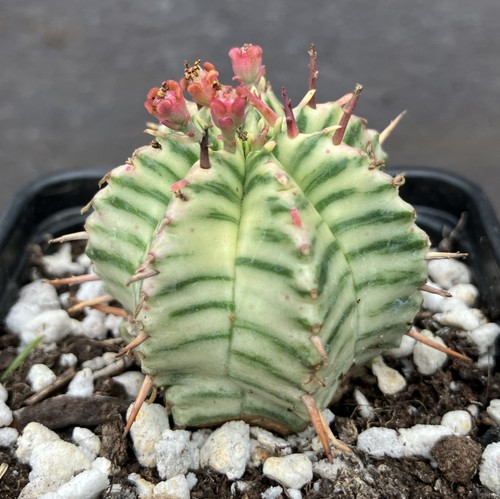 Euphorbia meloformis - euphorbia,