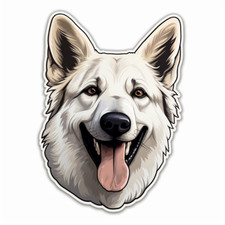 50x50 white shepherd car