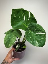 VERY RARE Variegated Monstera Cassiopeia Starlight Full Plant