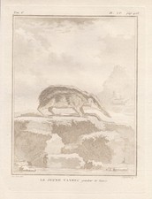Tenrec Animals Engraving Copperplate Buffon 1780