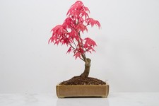 'Deshojo' Japanese Maple