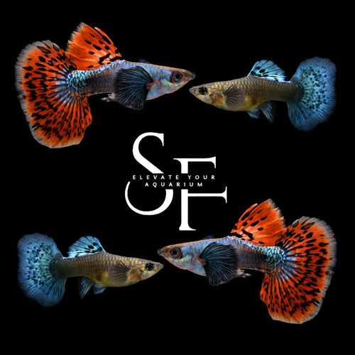 Pair live aquarium guppy - pair,