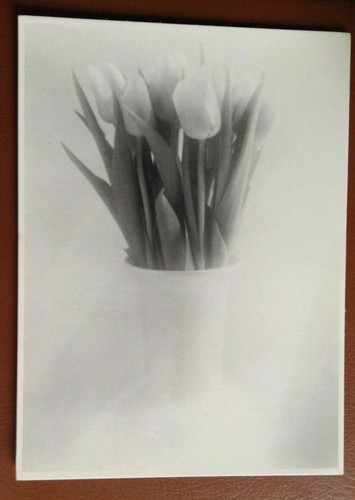 Athena postcard tulip vase - athena,