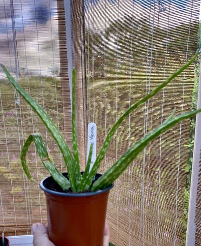Aloe vera plant - care, |
