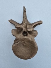 Utahraptor Ostrommaysi