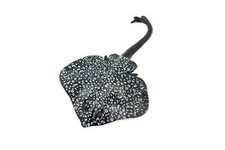 Spotted Eagle Ray, Stingray