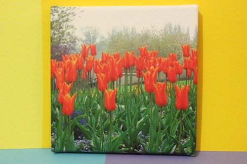 Tulips canvas photo - tulips,