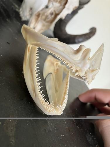 Grouper jaw skull taxidermy - grouper,